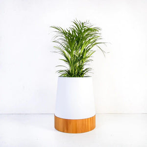 Conica Iroko-Based Planters - Kanju Interiors