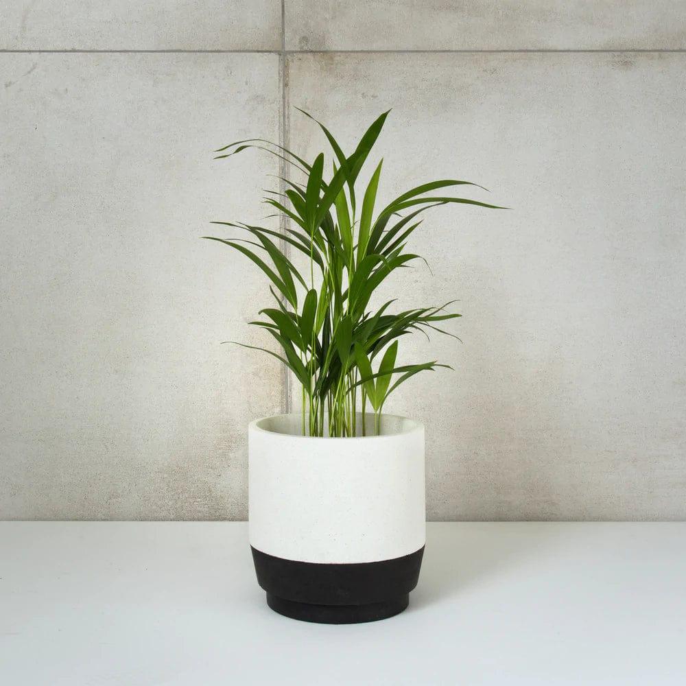 The Onyx Table Top Planter