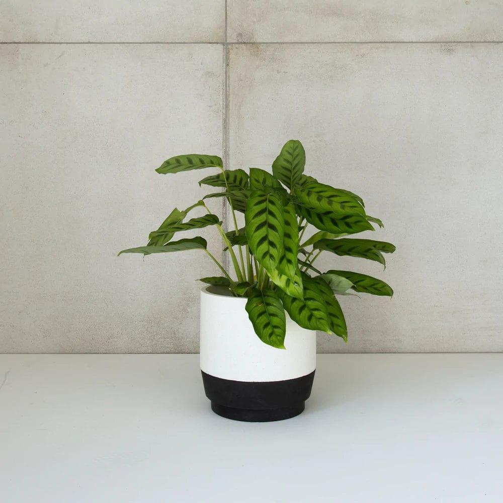 The Onyx Table Top Planter